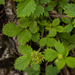 0151-Bastard-Agrimony-Aremonia-agrimonoides