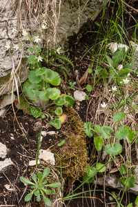 0152-Ronde-steenbreek-Saxifraga-rotundifolia