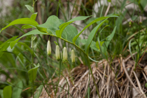 0153-Welriekende-salomonszegel-Polygonatum-odoratum-thermophilous