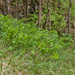 0154-Welriekende-salomonszegel-Polygonatum-odoratum-thermophilous