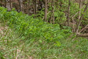 0154-Welriekende-salomonszegel-Polygonatum-odoratum-thermophilous