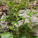 0157-Bijenblad-Melittis-melissophyllum