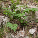 0158-plant-onbekend-en-bijenblad