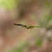 0163-carex-spec
