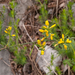 0165-Genista-januensis