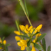 0166-Genista-januensis