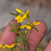 0167-Genista-januensis
