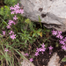 0168-Saponaria-ocymoides-stony-slopes-screes