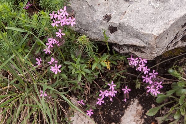 0168-Saponaria-ocymoides-stony-slopes-screes
