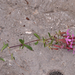 0169-Saponaria-ocymoides-stony-slopes-screes