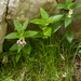 0171-Bijenblad-Melittis-melissophyllum