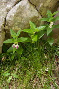 0171-Bijenblad-Melittis-melissophyllum