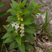 0172-Bijenblad-Melittis-melissophyllum