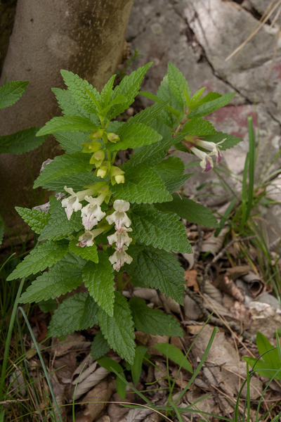 0172-Bijenblad-Melittis-melissophyllum