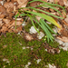 0173-Gewoon-sneeuwklokje-Galanthus-nivalis-cool-woods