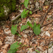 0174-Gevlekte-aronskelk-Arum-maculatum-open-woods