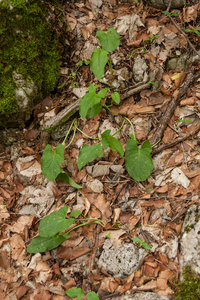 0174-Gevlekte-aronskelk-Arum-maculatum-open-woods