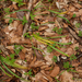 0175-Gewoon-sneeuwklokje-Galanthus-nivalis-cool-woods