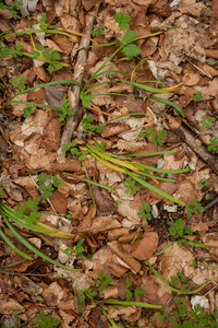 0175-Gewoon-sneeuwklokje-Galanthus-nivalis-cool-woods