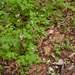 0176-Cardamine-chelidonia