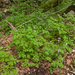 0177-Cardamine-chelidonia-met-bosanemoon-en-lievevrouwbedstro