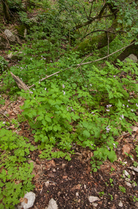 0177-Cardamine-chelidonia-met-bosanemoon-en-lievevrouwbedstro