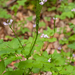 0178-Cardamine-chelidonia-met-bosanemoon-en-lievevrouwbedstro