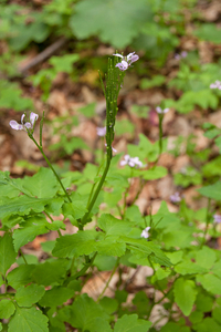 0178-Cardamine-chelidonia-met-bosanemoon-en-lievevrouwbedstro