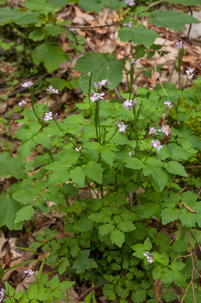 0179-Cardamine-chelidonia-met-bosanemoon-en-lievevrouwbedstro