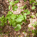 0183-acer-opalus