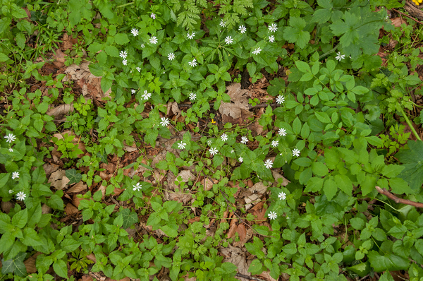 0184-Bosmuur---Stellaria-nemorum