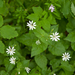 0185-Bosmuur-Stellaria-nemorum-cool-woods