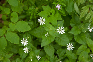 0185-Bosmuur-Stellaria-nemorum-cool-woods