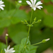 0186-Bosmuur-Stellaria-nemorum-cool-woods