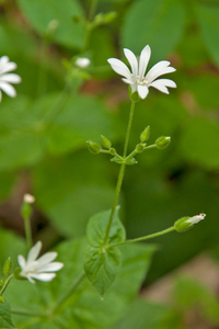 0186-Bosmuur-Stellaria-nemorum-cool-woods