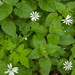 0187-Bosmuur-Stellaria-nemorum-cool-woods