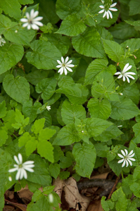 0187-Bosmuur-Stellaria-nemorum-cool-woods