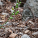 0189-Alyssoides-utriculata-cliffs-arid-stony-slopes