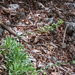 0188-Alyssoides-utriculata-cliffs-arid-stony-slopes