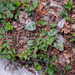 0190-cyclamen-repandum-woods-en-hedera-helix-klimop-woods