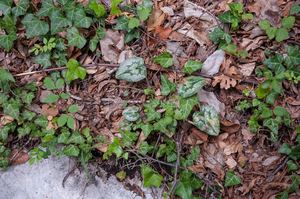 0190-cyclamen-repandum-woods-en-hedera-helix-klimop-woods