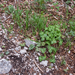 0191-leverbloempje-en-knikkend-parelgras-en-cyclamen-repandum en