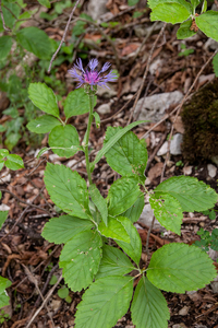 0193-Bergcentaurie---Centaurea-montana