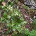 0194-Steeneik-Quercus-ilex