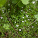 0197-plant-onbekend