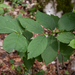 0201-Euonymus latifolius brede kardinaalsmuts cool woods
