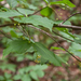 0202-uonymus latifolius brede kardinaalsmuts cool woods