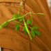 0203-cardamine graeca