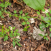 0204-cardamine graeca