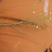 0215-grasland-thesium-spec